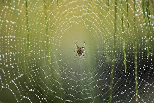 Spider Prints: Spider on wet web