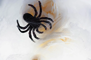 Images Dated 4th November 2024: Spiders and light