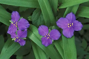 Grow Prints: Spiderwort Flowers, Tradescantia virginiana Kentucky