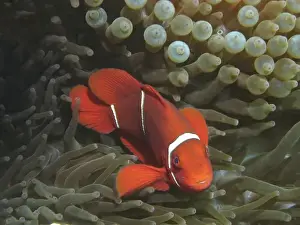 Barrier Reef Prints: Spine-cheek Anemonefish (Premnas biaculeatus) in Anemone
