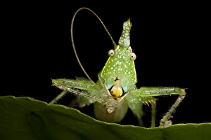 Spine-headed Katydid Nymph (Copiphora gracillis?), Yasuni National Park Spine-headed Katydid Nymph (Copiphora gracillis?), Yasuni National Park