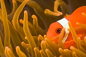 Se Asia Prints: Spinecheek anemonfish, Tulamben, North Bali, Indonesia (RF)