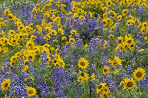 Images Dated 15th April 2016: Spingtime bloom with mass fields of Lupine