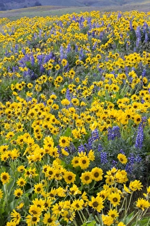Images Dated 15th April 2016: Spingtime bloom with mass fields of Lupine