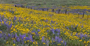 Images Dated 15th April 2016: Spingtime bloom with mass fields of Lupine, Arrow Leaf Balsalmroot near Dalles Mountain