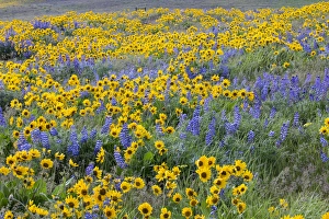 Images Dated 15th April 2016: Spingtime bloom with mass fields of Lupine, Arrow Leaf Balsalmroot near Dalles Mountain