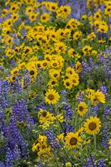 Images Dated 15th April 2016: Spingtime bloom with mass fields of Lupine, Arrow Leaf Balsalmroot near Dalles Mountain