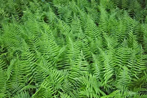 Images Dated 10th June 2006: Spinulose Woodferns, Dryopteris carthusiana, Cades Cove, Great Smoky Mountains National Park