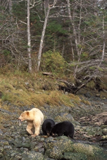 spirit bear, kermode, black bear, Ursus americanus, sow with cubs feeding on salmon