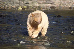 spirit bear, kermode, black bear, Ursus americanus, sow fishing for salmon, central