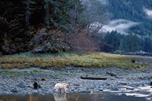 spirit bear, kermode, black bear, Ursus americanus, sow with cub walking along a