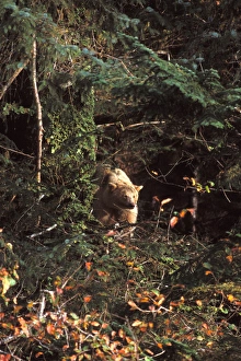 spirit bear, kermode, black bear, Ursus americanus, sow in the rainforest of