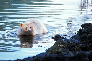 spirit bear, kermode, black bear, Ursus americanus, wading in a river, rainforest