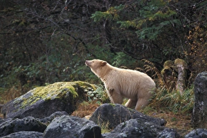 spirit bear, kermode, black bear, Ursus americanus, sow scenting the air in the rainforest