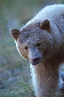 spirit bear, kermode, black bear, Ursus americanus, sow in the rainforest of