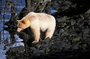 spirit bear, Kermode, black bear, Ursus americanus, sow in the rainforest of