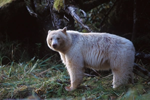 spirit bear, Kermode, black bear, Ursus americanus, sow in the rainforest of