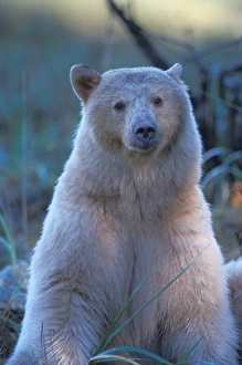 spirit bear, Kermode, black bear, Ursus americanus, sow in the rainforest of