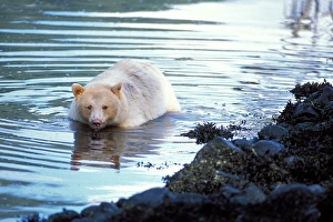 spirit bear, kermode, black bear, Ursus americanus, sow fishing for salmon, central