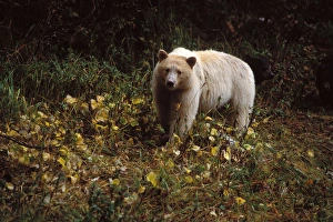 spirit bear, kermode, black bear, Ursus americanus, sow in the rainforest of