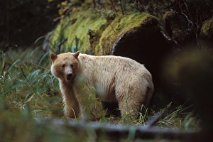 spirit bear, kermode, black bear, Ursus americanus, sow in the rainforest of
