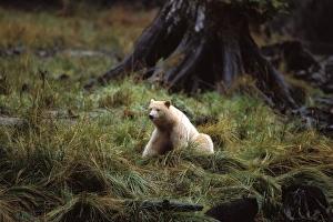 spirit bear, kermode, black bear, Ursus americanus, sow in the rainforest of