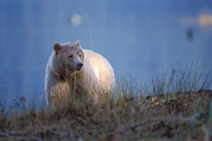 spirit bear, kermode, black bear, Ursus americanus, sow in the rainforest of