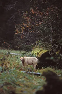 spirit bear, kermode, black bear, Ursus americanus, sow in the rainforest of