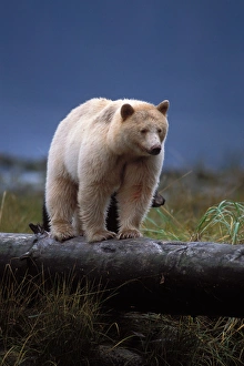 spirit bear, kermode, black bear, Ursus americanus, sow with cub walking along a