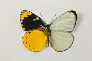 Bottom Prints: The Splendid Butterfly, Delias splendida comparing the White Topside and colorful