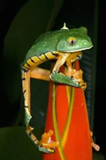 Images Dated 7th December 2007: Splendid leaf frog (Agalychnis calcarifer) Costa Rica