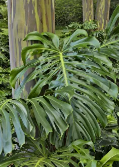 Maui Prints: Split leaf Philodendron and rainbow eucalyptus tree. Kula Botanical Gardens, Upcountry