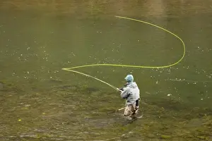 Fisherman Prints: Sport fisherman fly fishing for steelhead trout in the Bulkley River, Kispiox Valley