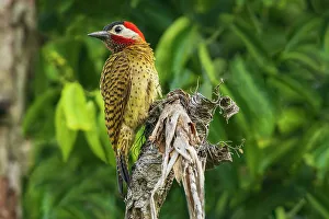 Spot-breasted woodpecker pause for a moment while foraging old snag, central Peru