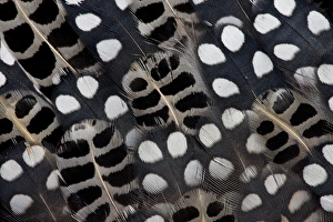 Spots Prints: Spots of white on Mearns Quails feather design