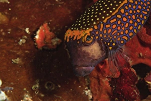 Indo Pacific Prints: Spotted Boxfish (Obstracion meleagris), Banda Sea, Indonesia