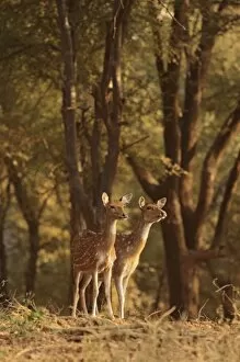 Images Dated 1st December 2007: Spotted Deers watching Tiger, Ranthambhor National Park, India