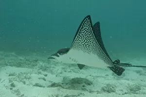 Images Dated 30th July 2007: Spotted Eagle Ray (Aetobatus narinari) off of Darwin Island north Galapagos Archepelago