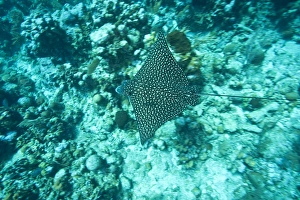 Honduras Prints: Spotted Eagle Ray (Aetobatus narinari), Utila, Bay Islands, Honduras, Central America