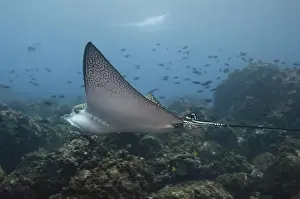 Images Dated 20th January 2010: Spotted Eagle Ray (Aetobatus narinari) off of Darwin Island north Galapagos Archepelago
