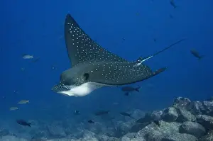 Images Dated 20th January 2010: Spotted Eagle Ray (Aetobatus narinari) off of Darwin Island north Galapagos Archepelago