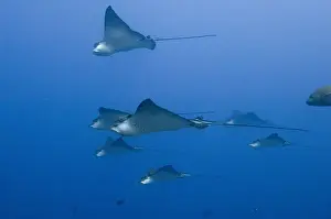Images Dated 20th January 2010: Spotted Eagle Ray (Aetobatus narinari) off of Darwin Island north Galapagos Archepelago