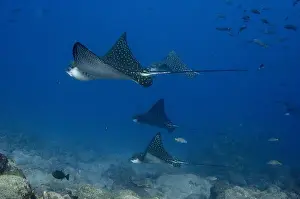 Spotted Eagle Ray (Aetobatus narinari) off of Darwin Island north Galapagos Archepelago