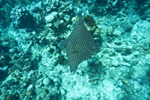 Images Dated 10th March 2007: Spotted Eagle Ray (Aetobatus narinari), Utila, Bay Islands, Honduras, Central America
