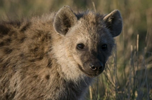 National Reserve Prints: Spotted Hyaena cub (Crocuta crocuta), Masai Mara National Reserve, Kenya
