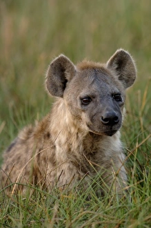 Images Dated 15th October 2005: Spotted hyena (Crocuta crocuta) Mombo area, Chiefs Island. Okavango Delta. BOTSWANA