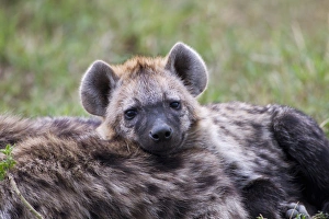 Images Dated 28th August 2011: Spotted Hyena, Masai Mara, Kenya, Africa