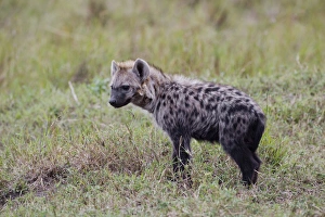 Images Dated 28th August 2011: Spotted Hyena, Masai Mara, Kenya, Africa
