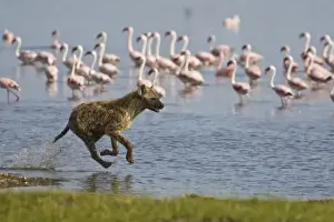 Spotted Hyenas hunting Lesser Flamingoes at Lake Nakuru NP, Kenya
