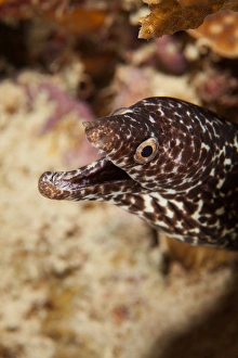Images Dated 7th April 2011: Spotted Moral Eel off Bonaire, N. A